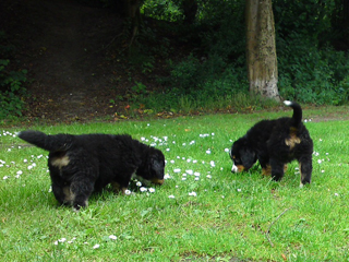 C-litter van de clemensberghoeve